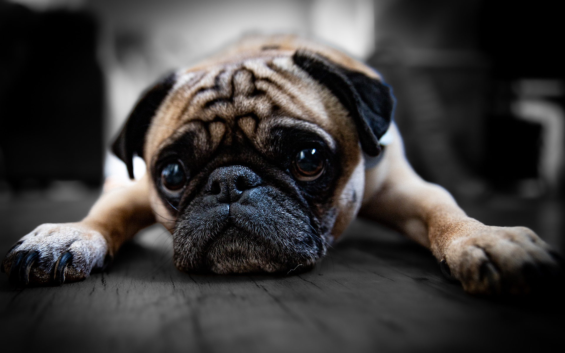 A dog lies on a floor looking at the camera lense