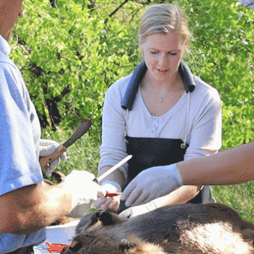 Students dissect beavers as part of a wildlife class at Valley City State University.