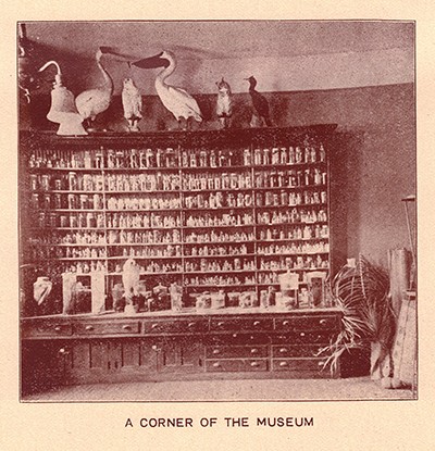 The 1911 issue of the Valley City Normal School yearbook, “The Blizzard,” included this picture of the Normal School's museum.