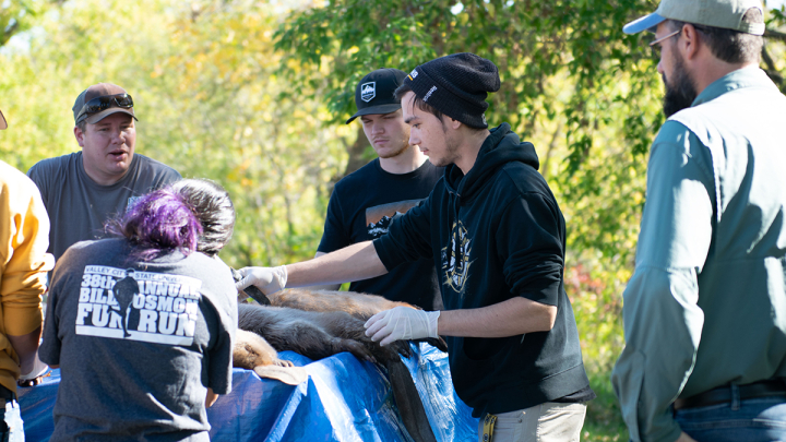 Dr. Bob Anderson watches students work with mammals during Mammalogy class on campus 