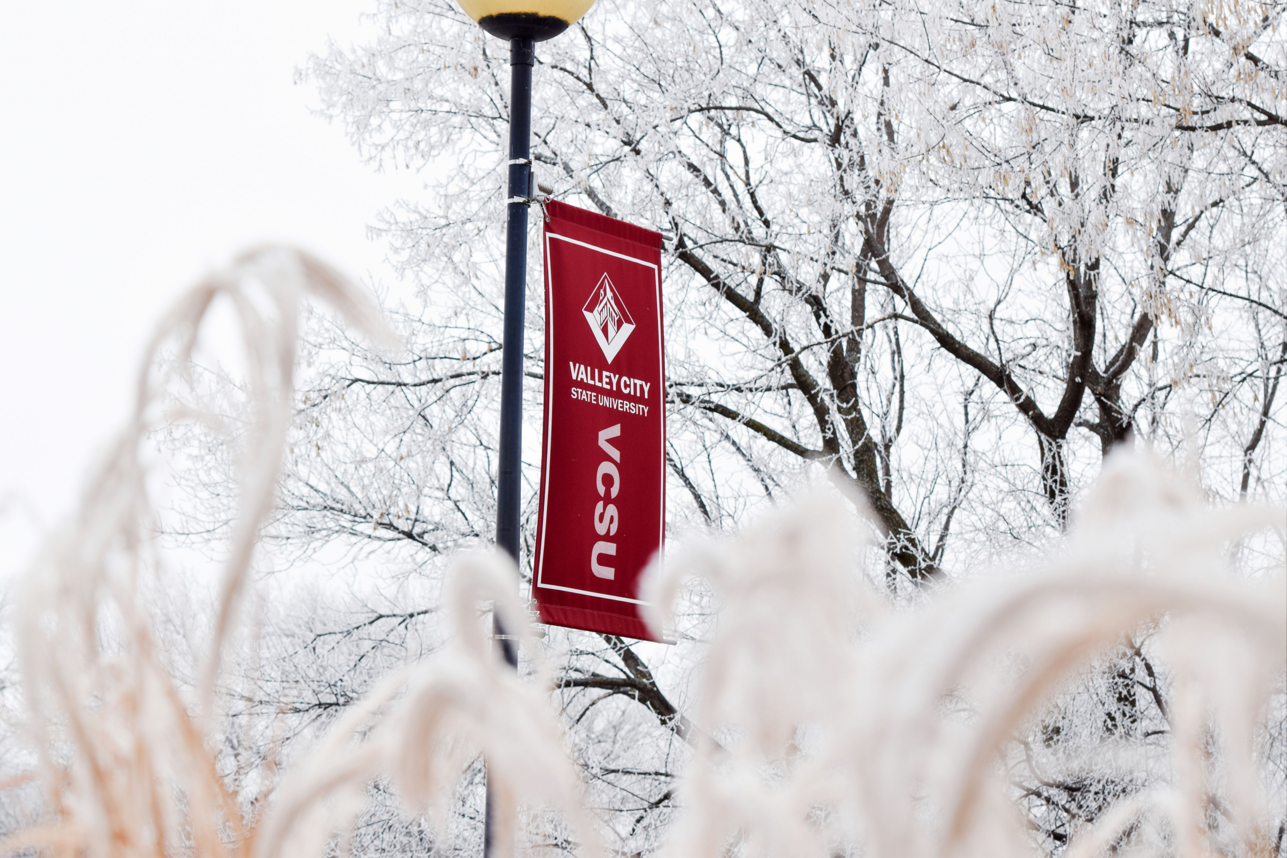 VCSU banner behind frosty shrubs