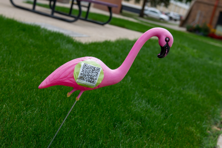 flamingo on lawn