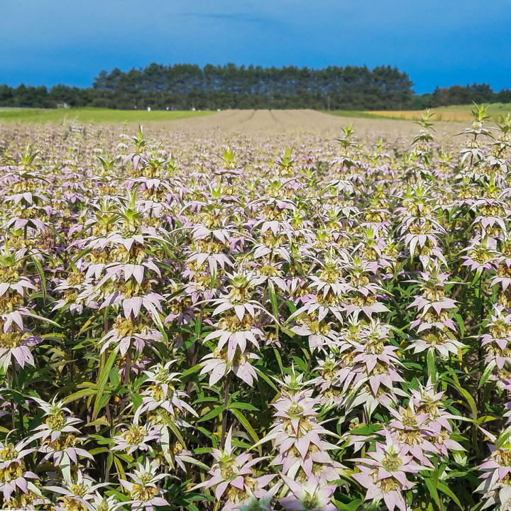 A sprawling field of native wildflowers