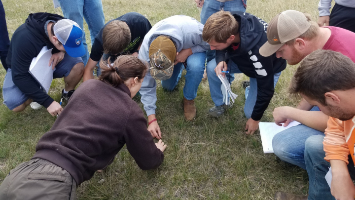 Students identifying plants