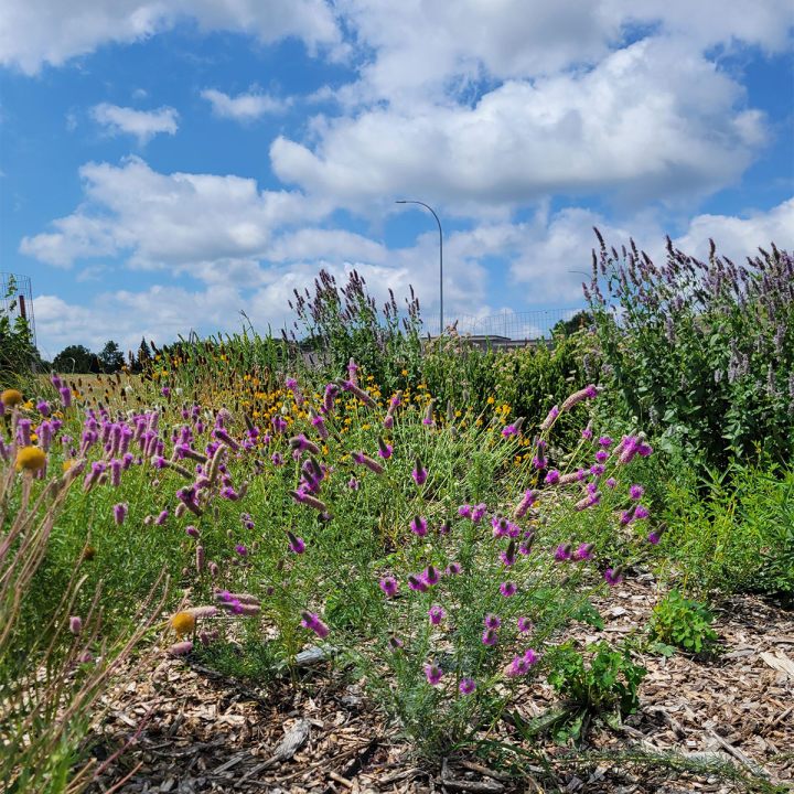 Plants blooming in the Valley City pollinator gardens