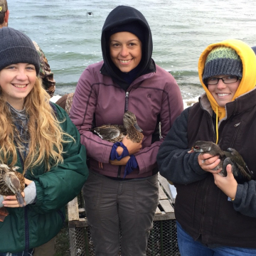 We annually band mallards and wood ducks during Introduction to Fisheries and Wildlife Science class.