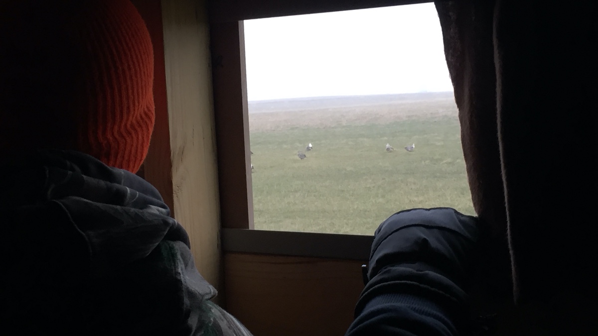 Ornithology students viewing sharp-tailed grouse out of a blind at Arrowwood National Wildlife Refuge.